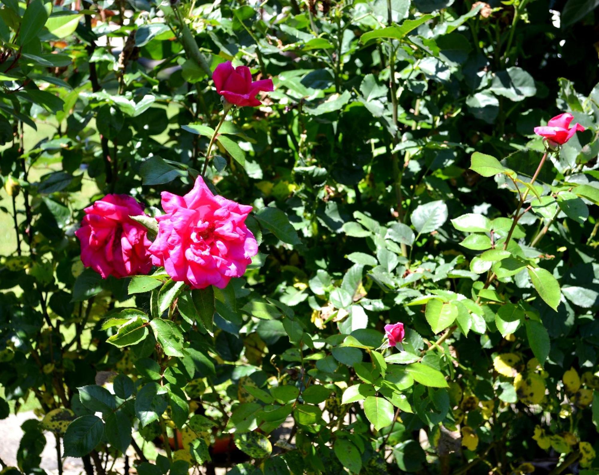 Guest House Diabora Arbanaszi Szoba fotó